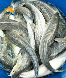 【裸头鱼购买 新罗裸盖鱼批发价格 水产品淡水裸盖鱼特种水产